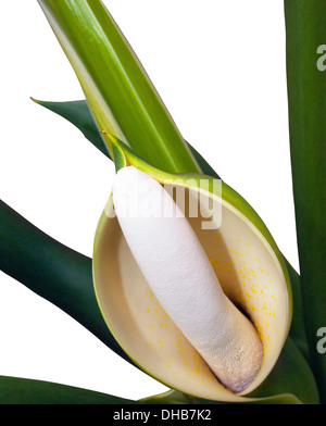 close up of philodendron selloum fruit and flower Stock Photo