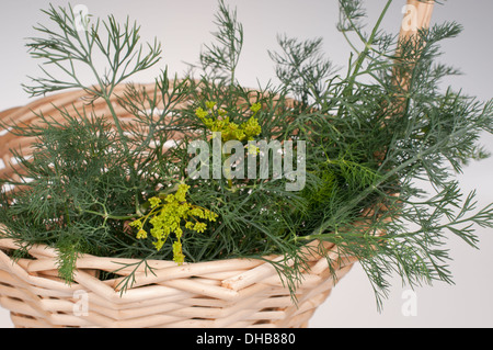 Dill in a basket on a white background Stock Photo