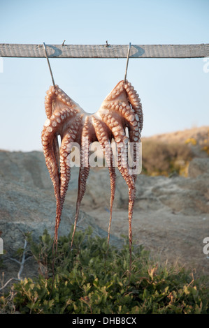 One octopus hanging from metal hooks Stock Photo