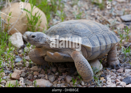 A desert tortoise at the interpretive center, Red Rock Canyons ...