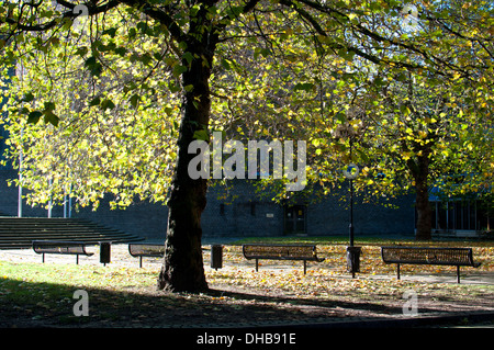 London Plane trees in autumn, Coventry city centre, UK Stock Photo