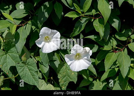 Greater bindweed, Calystegia sepium, flowers on a plant intertwined with a garden shrub, Devon, July Stock Photo