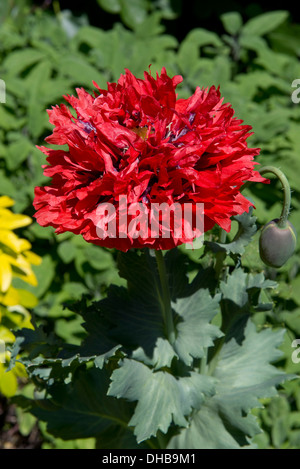 An ornamental red double flowered opium poppy, Papaver somniferum, in a country garden Stock Photo