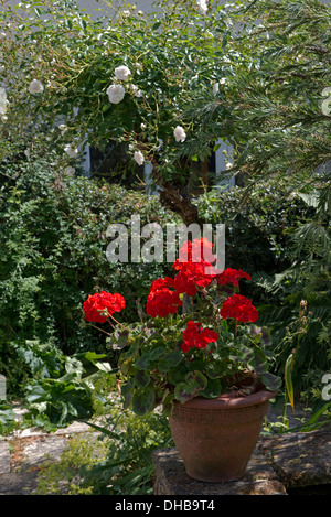 Bright red pelargoniums, Pelargonium zonale, flowering in pots in a country garden in summer Stock Photo