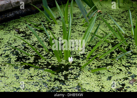 Water soldier, Stratiotes aloides, floweing plants with lesser duckweed in and ornamental pond Stock Photo