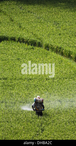 Indian farmer spraying a rice field with pesticide Andhra Pradesh South India Stock Photo