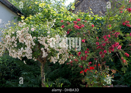 A tree rose, Rosa Swany and a bottlebrush, Callistemon citrinus flowering together in a country garden Stock Photo