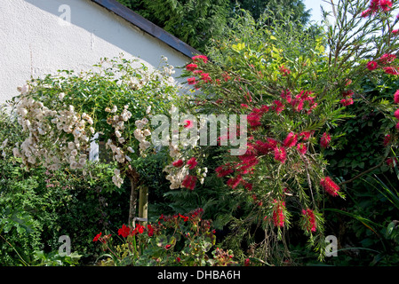 A tree rose, Rosa Swany and a bottlebrush, Callistemon citrinus flowering together in a country garden Stock Photo