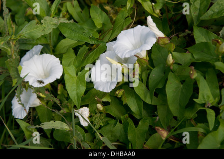 Greater bindweed, Calystegia sepium, 'granny-pop-out-of-bed' flowers , Devon, July Stock Photo