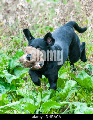 A gun dog, black labrador, retrieving a red partridge at a gun dog training day Stock Photo