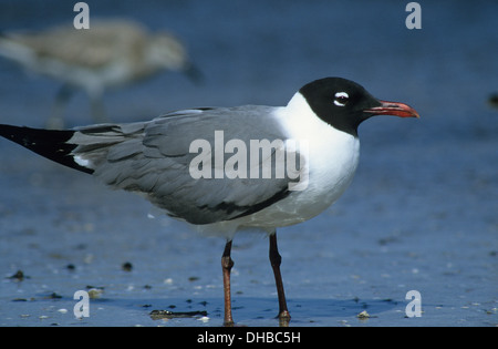 LAUGHING GULL (Larus atricilla) adult in summer breeding plumage Bolivar Flats Texas USA Stock Photo