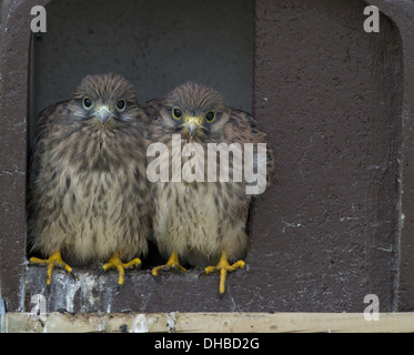 Two young Common Kestrels, Falco tinnunculus, Germany, Europe Stock Photo