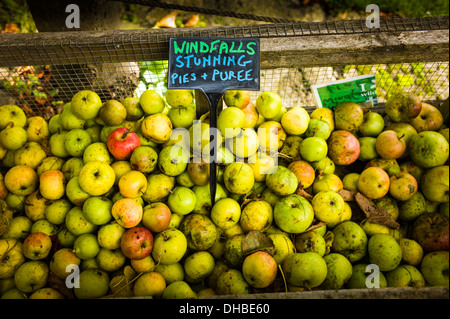 SIGN describing possible use for windfall apples in UK in November Stock Photo