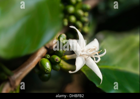 Coffee, Coffea arabica, close up of flower with beans forming behind. Stock Photo