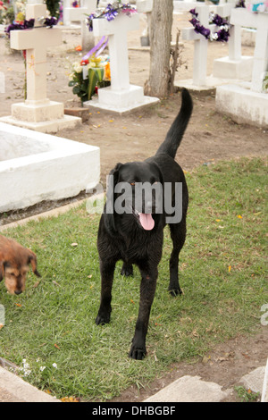 A dog standing among tombstones in a graveyard in Cotacachi, Ecuador Stock Photo