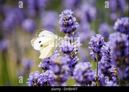 Lavender, Lavandula augustifolia. Spikes of small, purple blue flowers with Large White butterfly, Pieris brassicae in sunlight. Stock Photo