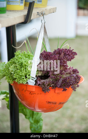 Lettuce  Lactuca sativa 'Lollo rosso' Bronze and green salad leaves growing in recycled workmans helmet at Hampton Court 2009. Stock Photo