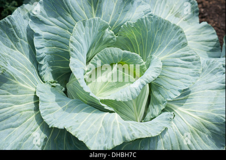 Hampton Court 2009. Winchester Growers, The Growing Tastes allotment garden, close view of cabbage. Stock Photo