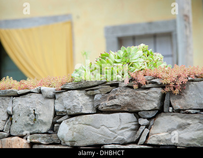 Houseleek Sempervivum tectorum. Rosette of pointed fleshy leaves growing with other varieties on grey stone wall. Exterior of Stock Photo