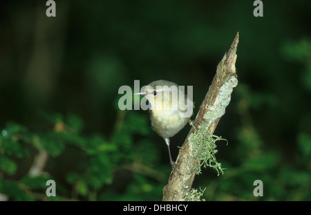 TENNESSEE WARBLER (Vermivora peregrina) adult female Louis Smith Woods Sanctuary High Island Texas USA Stock Photo