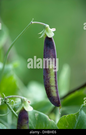 Pea, Pisum sativum. Purple pea pod hanging from bent stem. Stock Photo