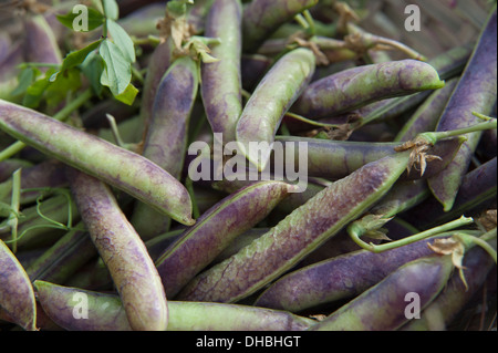 Pea, Pisum sativum 'Purple podded'. Harvested peas with purple and green pods. Stock Photo