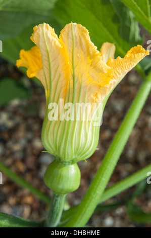 Pumpkin, Cucurbita maxima 'Queensland Blue'. Green veined, yellow flower with developing fruit below. Stock Photo