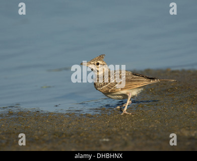 Calandra Lark, Melanocorypha calandra, Greece, Europe Stock Photo