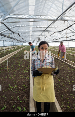 A commercial greenhouse in a plant nursery growing organic flowers. A woman using a digital tablet. Stock Photo