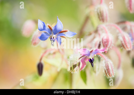 Closeup of Borage flower (Borago Officinalis) Stock Photo