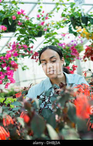 A commercial greenhouse in a plant nursery growing organic flowers. A woman working, checking and tending flowers. Stock Photo