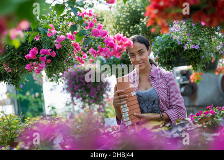 A commercial greenhouse in a plant nursery growing organic flowers. A woman working, carrying pots. Stock Photo