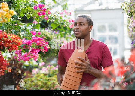 A commercial greenhouse in a plant nursery growing organic flowers. A man working, carrying stack of pots. Stock Photo