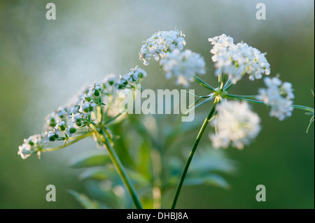 Carrot, Wild carrot:Daucus carota. White flower umbels on narrow, green stems. Stock Photo