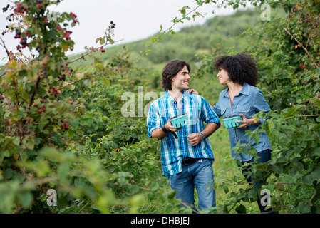 Picking blackberry fruits on an organic farm. A couple among the fruit bushes. Stock Photo