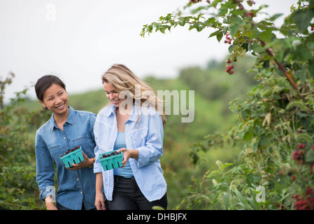 Picking blackberry fruits on an organic farm. Two women talking and walking among the fruit bushes. Stock Photo
