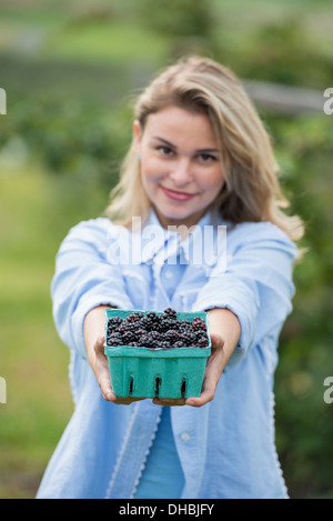 Picking blackberry fruits on an organic farm. A woman holding out a full punnet of glossy berries. Stock Photo