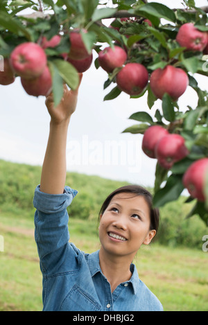 An organic apple tree orchard. A woman picking the ripe red apples. Stock Photo