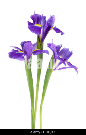 Dutch Iris flowers isolated on white background with shallow depth of field. Stock Photo