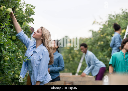 An organic orchard on a farm. A group of people picking green apples from the trees. Stock Photo