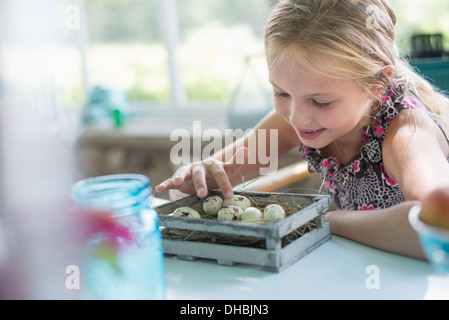A young girl in a floral dress, examining a clutch of speckled bird eggs in a box. Stock Photo