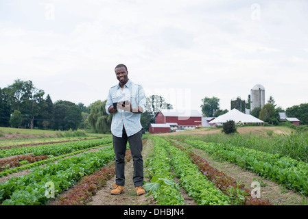 An organic farm growing vegetables. A man in the fields inspecting the lettuce crop, using a digital tablet. Stock Photo