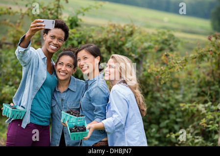 Picking blackberry fruits on an organic farm. Four women posing for a selfy photograph, taken using a smart phone. Stock Photo