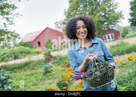 An organic vegetable garden on a farm. A woman carrying a basket of freshly harvested curly green leaves. Stock Photo