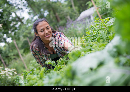 A woman leaning to pick fresh herbs and vegetables in a garden. Stock Photo