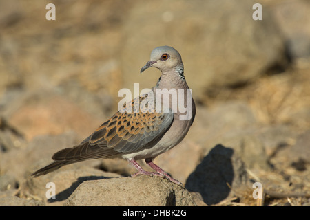 resting turtle dove, streptopelia turtur, spain, europe Stock Photo