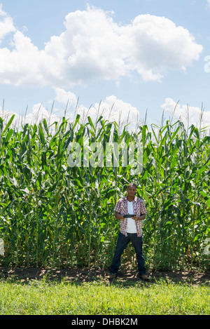 A man in working clothes standing in front of a tall maize crop, towering over him. Stock Photo