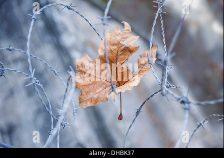 London plane Platanus hispanica Damaged dried leaf caught in barbed wire. Warm brown leaf colour contrasted against cold colour