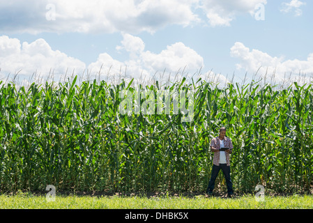 A man in working clothes standing in front of a tall maize crop, towering over him. Stock Photo