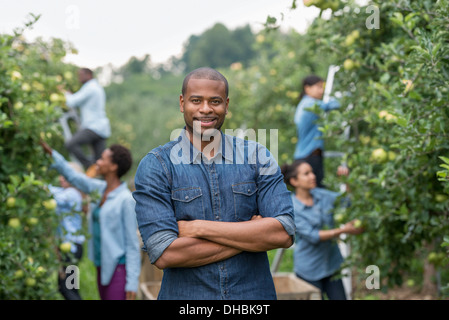An organic orchard on a farm. A group of people picking green apples from the trees. Stock Photo